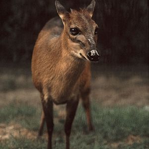 Hybrid duiker 1973