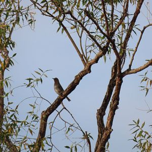 Red-throated thrush Turdus ruficollis