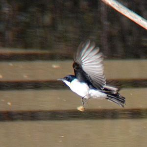 Restless flycatcher.
