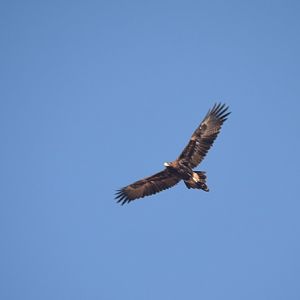 Wedge-tailed eagle.