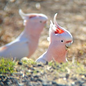 Major Mitchell cockatoos.