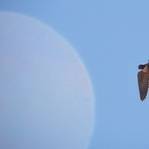 Hobby- or peregrine falcon?