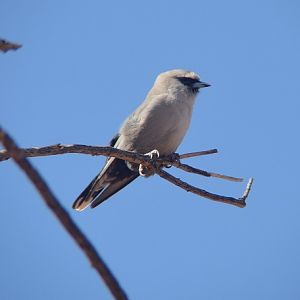 Black-faced woodswallow.
