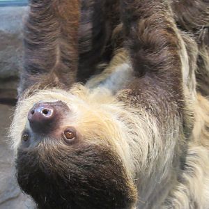two toed sloth