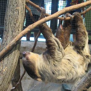 two toed sloth