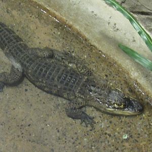 small alligator