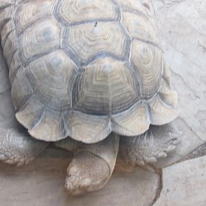 African spurred tortoise
