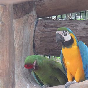 macaws