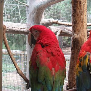 macaws