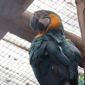 macaw