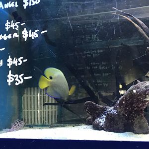 Pixy hawkfish - Cirhitichthys oxycephalus and Blue Faced Angelfish- Pomacanthus xanthometopon