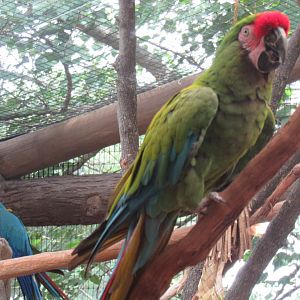 macaw