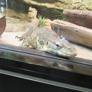 nile monitor