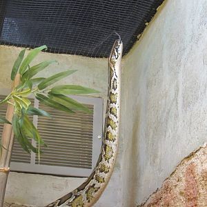 Burmese python