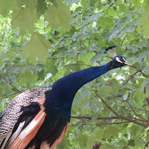 peacock in a tree