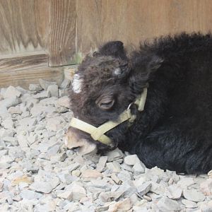 baby yak