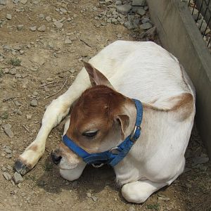 baby cow