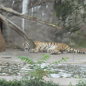 sleepy Bengal tiger