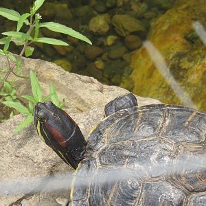 red eared slider