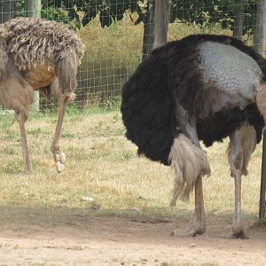 Ostrich