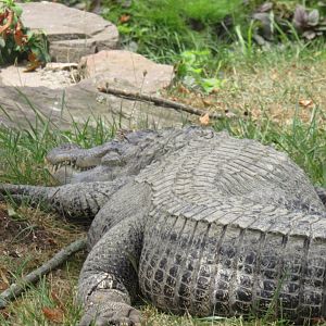 Alligator outside