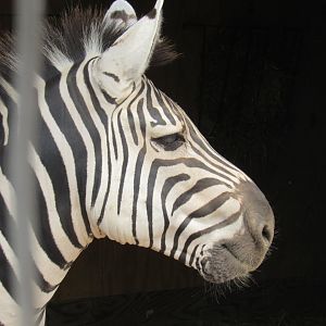 zebra
