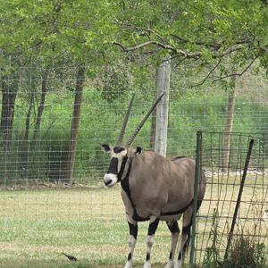 Gemsbok