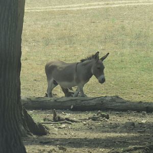 donkey