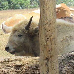 white bison