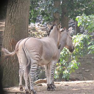 zonkey
