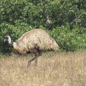 emu