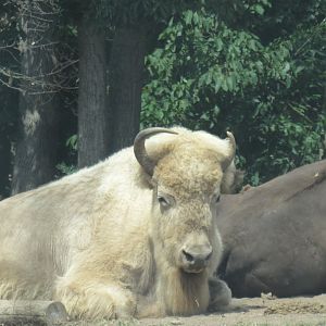 white bison