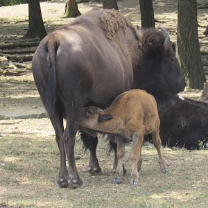 bison with calf