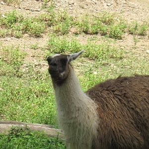 llama