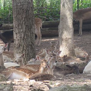 fallow deer