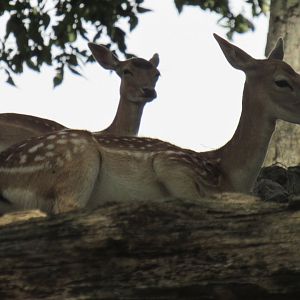 fallow deer