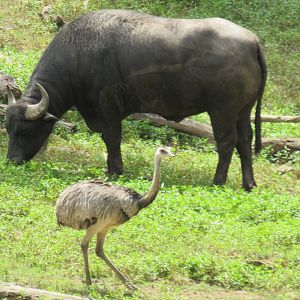 water buffalo and rhea