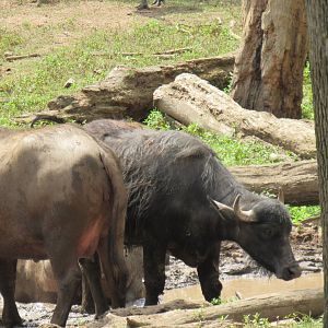 water buffalo