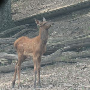 elk calf