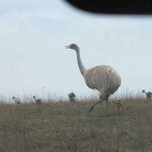rhea family