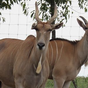 eland