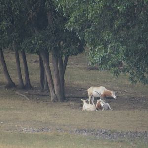 Scimitar horned oryx