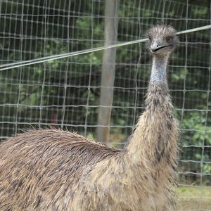 emu