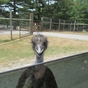 emu at my window