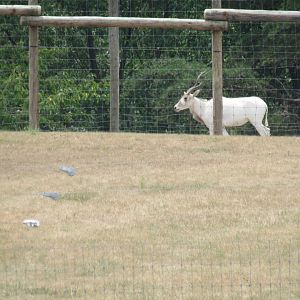 addax