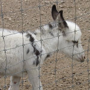 baby donkey