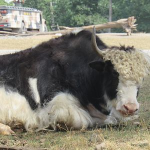 yak