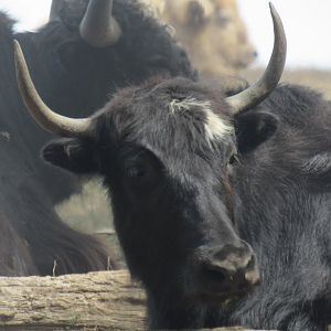 yak