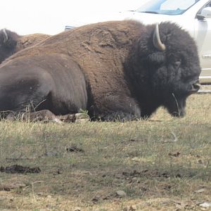 Bison