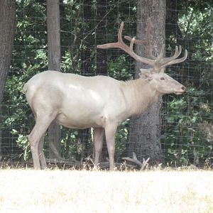 White elk
